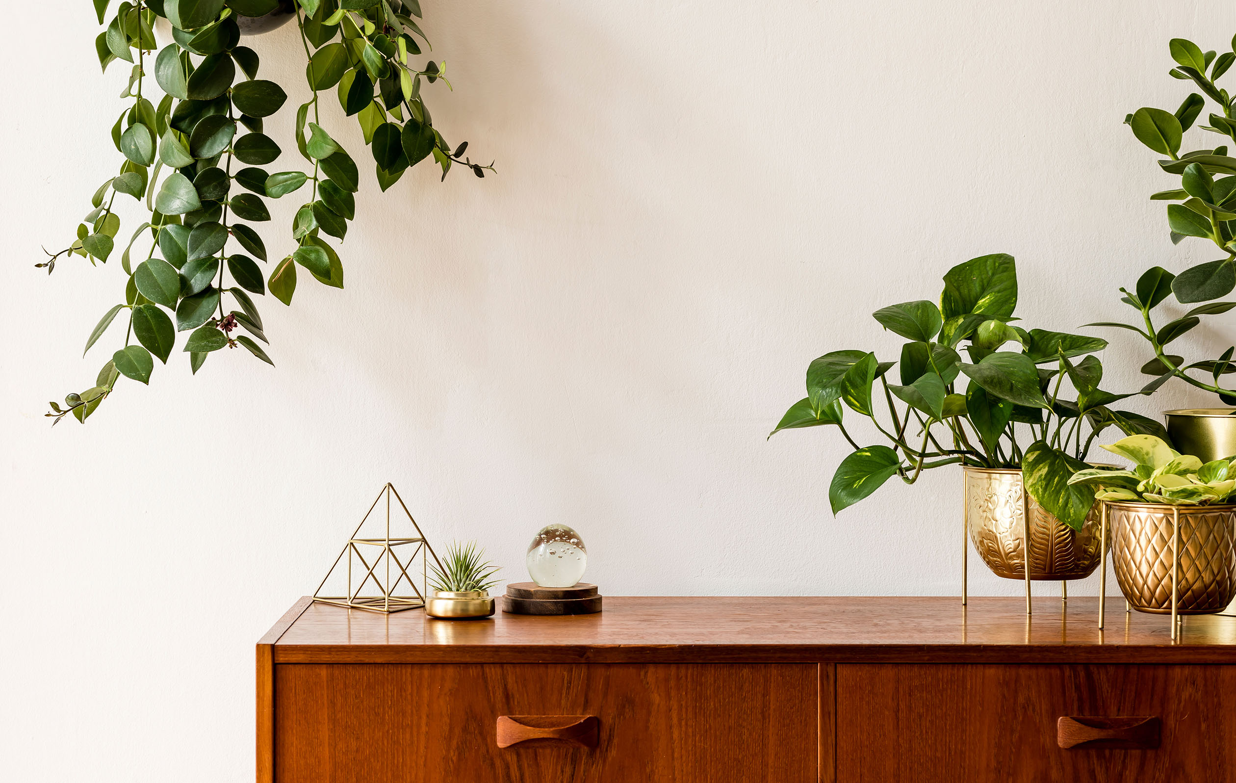Hero Gallery Module_ House plants
